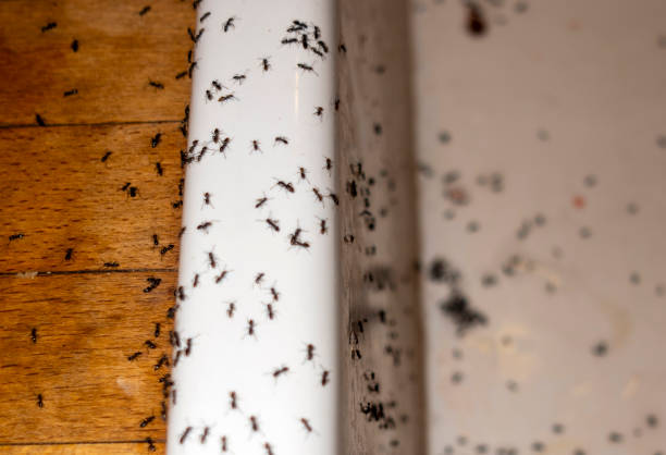 Best Cockroach Control Services  in Shelby, MI