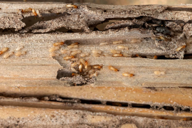 Best Wildlife Control Services  in Shelby, MI
